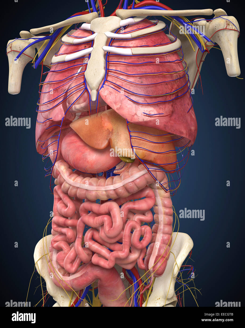 Medico Scientifico Anatomia Del Corpo Umano Sezione Vista Corpo Umano -  Foto Stock: Foto, Immagini © borjomi88 504492300