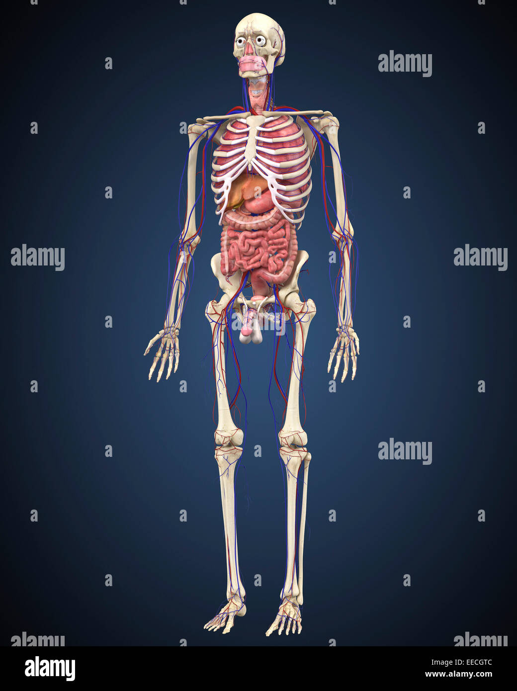 Scheletro umano con organi e sistema circolatorio. Foto Stock