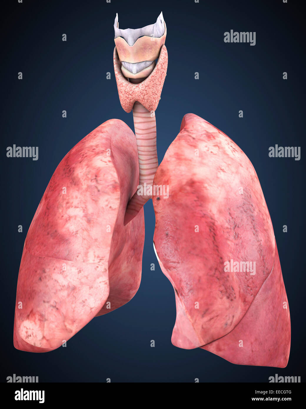 Vista tridimensionale dei polmoni umani. Foto Stock
