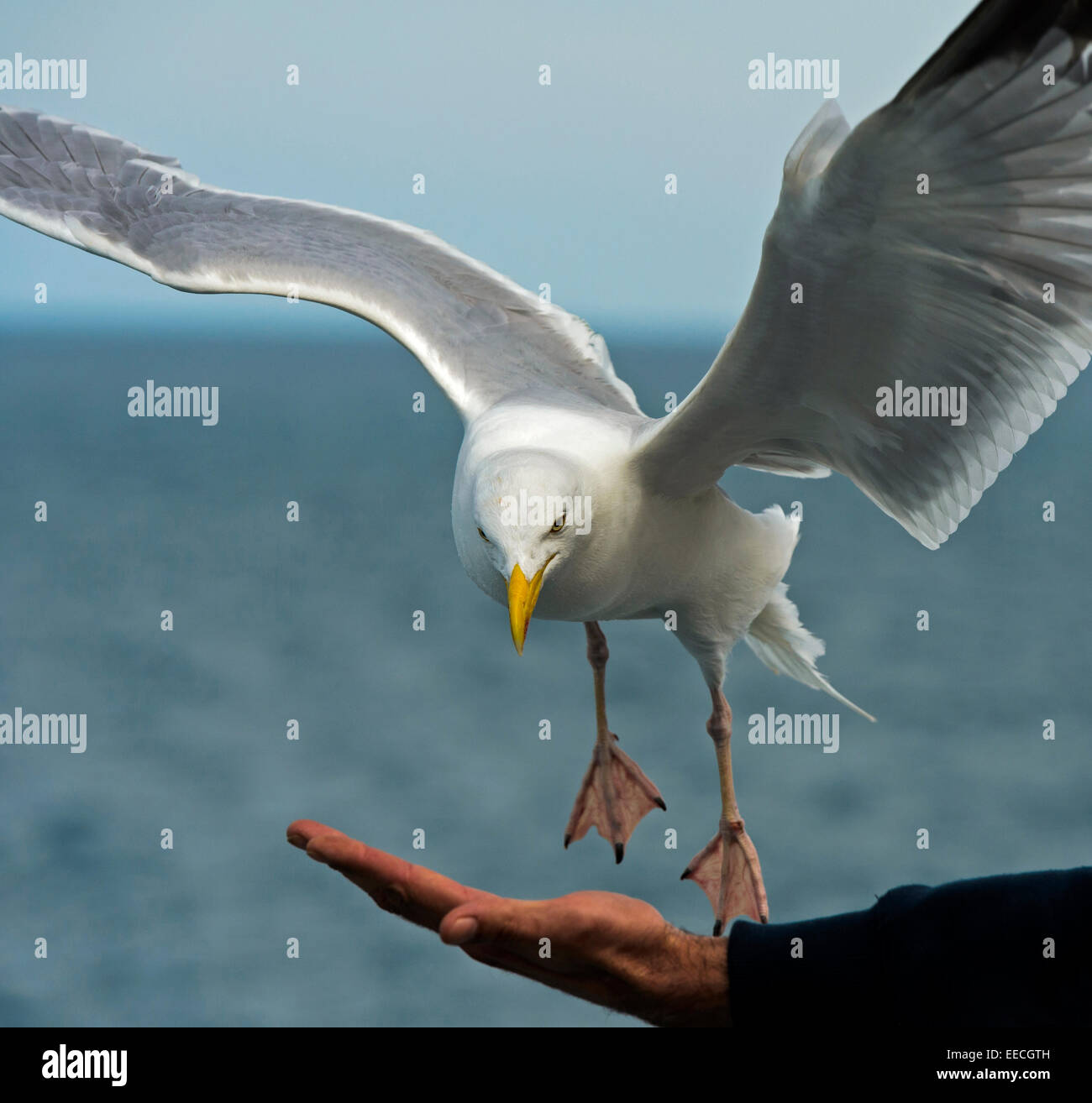 Aringa europea gabbiano (Larus argentatus) snaping in volo le briciole di pane si da una mano Foto Stock