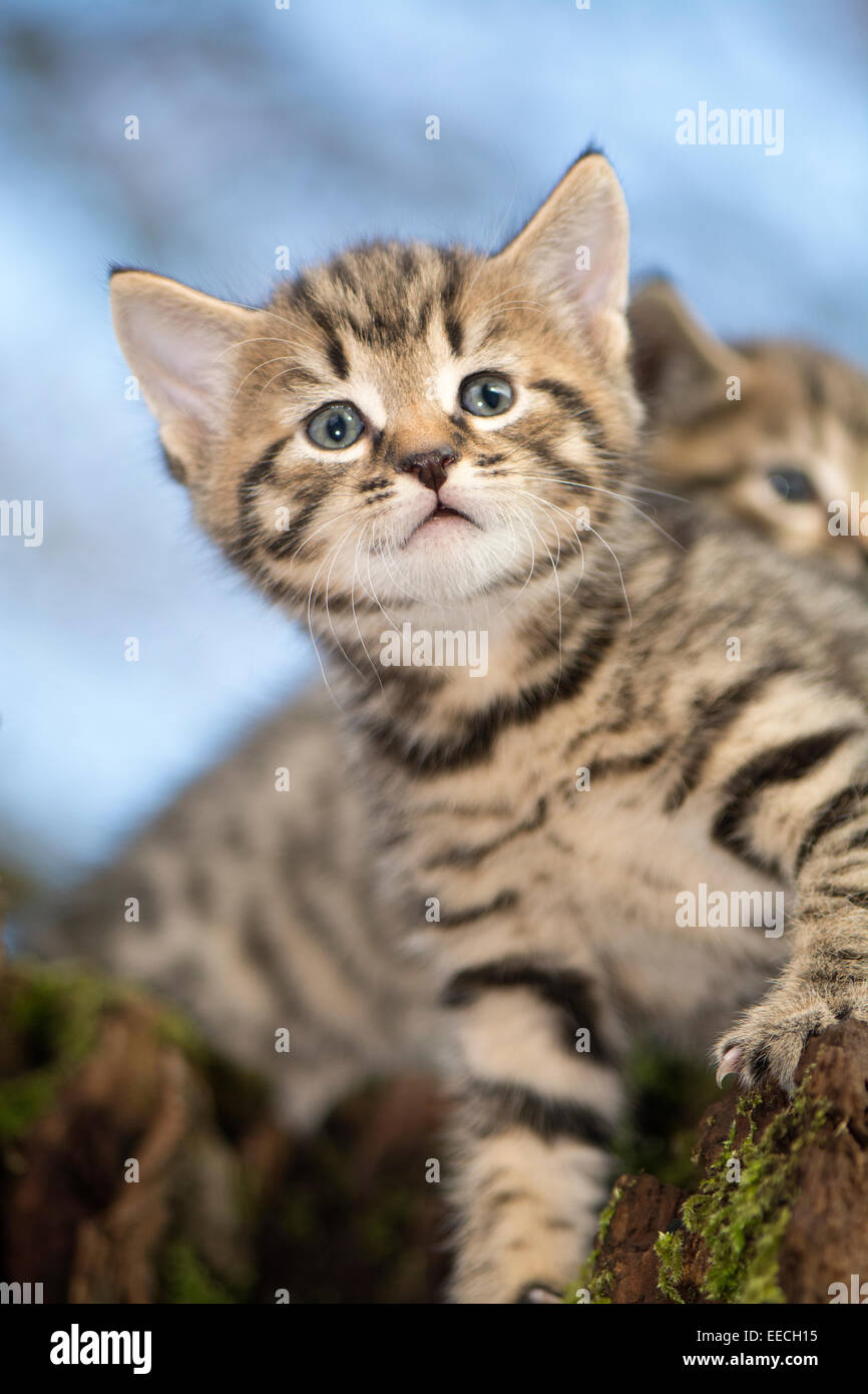 Tabby gattini giocare al di fuori di un legno, REGNO UNITO Foto Stock