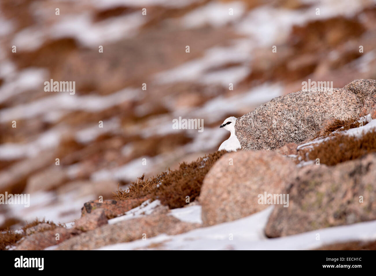 Pernice bianca in inverno piumaggio Foto Stock