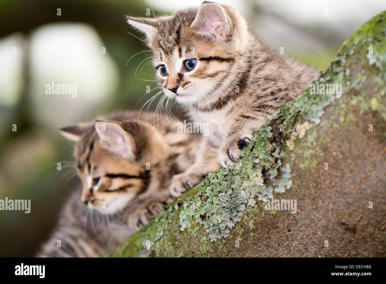 Tabby gattini giocare al di fuori di un legno, REGNO UNITO Foto Stock