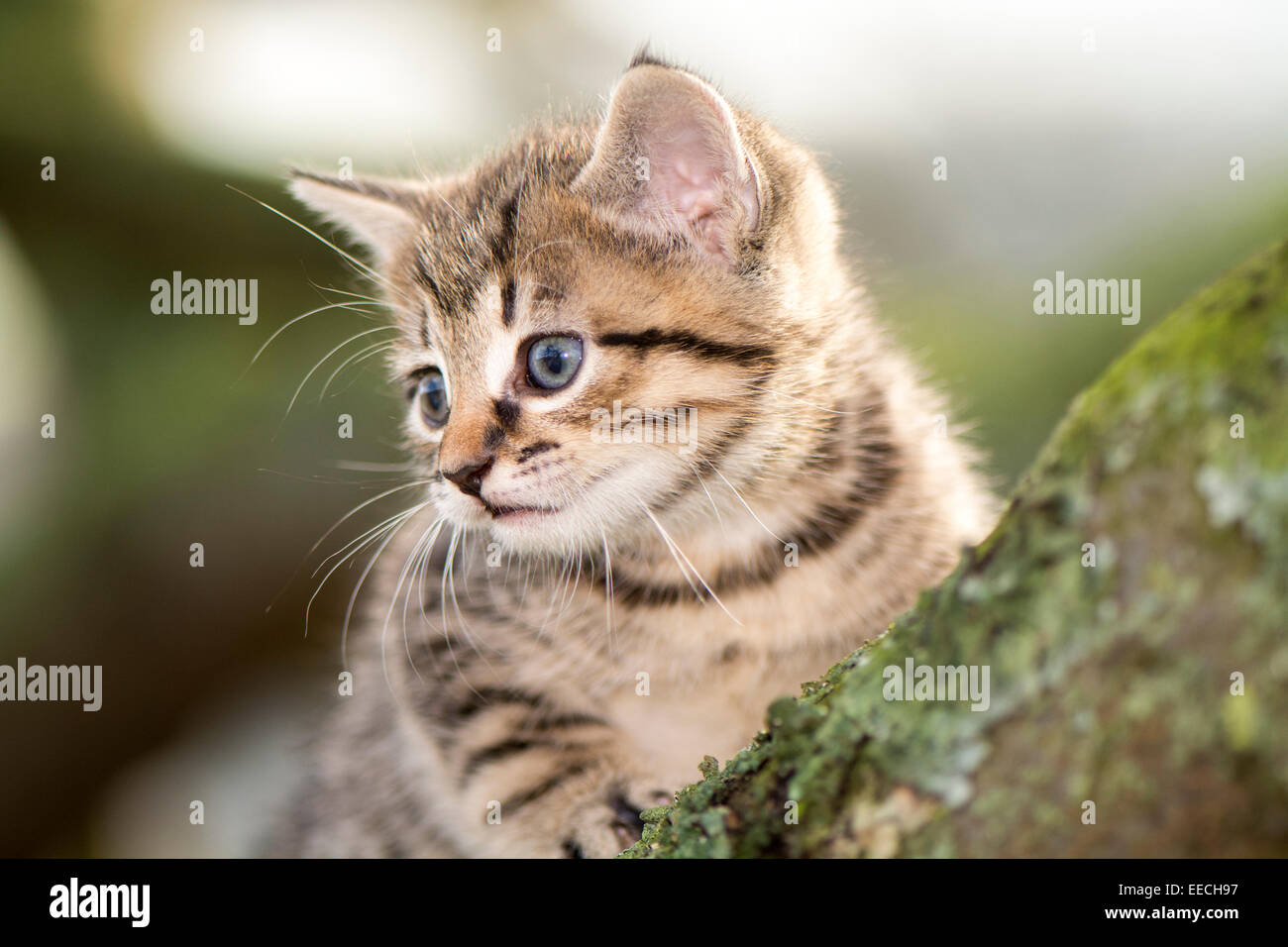 Tabby gattini scalata di un ramo di albero, UK. Foto Stock