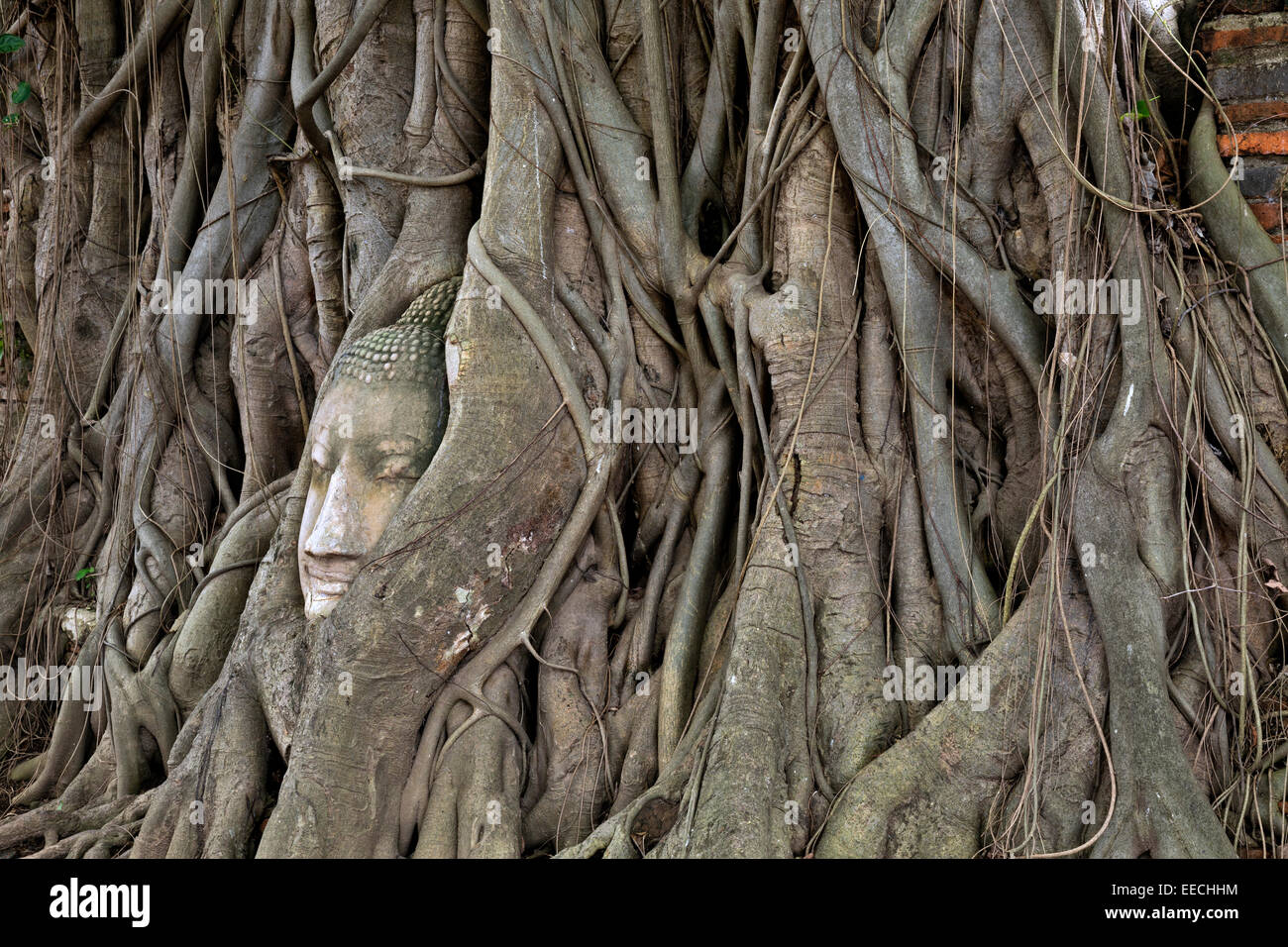 Thailandia - una testa di un buddha, sbalzato fuori il suo corpo attaccando Birmani nel 1767, è cresciuto in un albero di Wat Phra Mahathat. Foto Stock