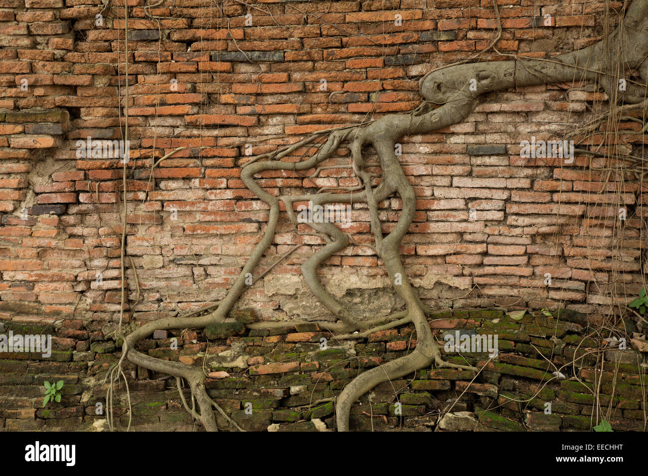 TH00272-00...THAILANDIA - radici di albero in un antico muro di mattoni di Wat Phra Mahathat in Ayutthaya parco storico. Foto Stock