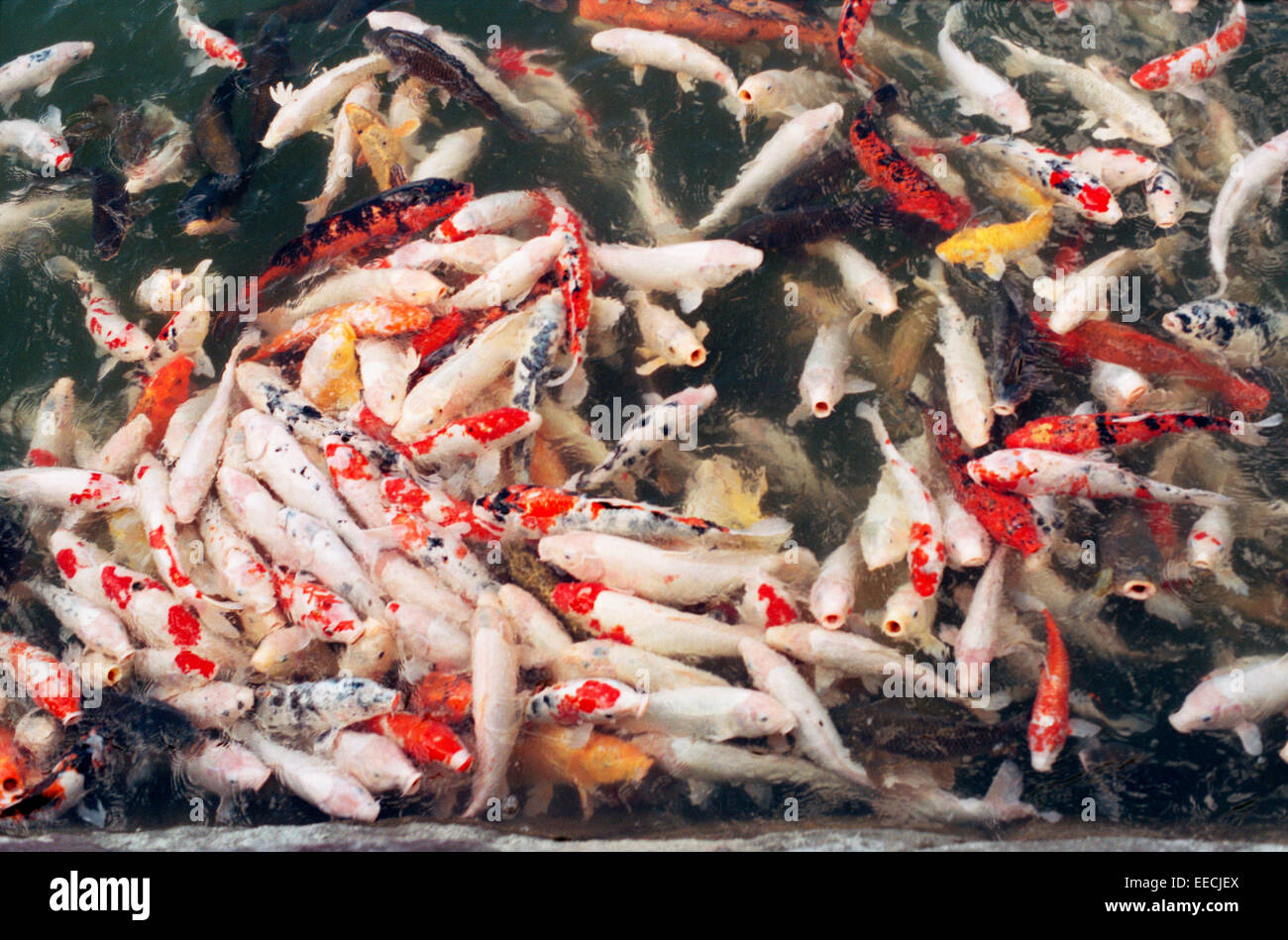 Giapponese carpa di colorati pesci che nuotano nel lago sull'isola di Shikoku del Giappone. Foto Stock
