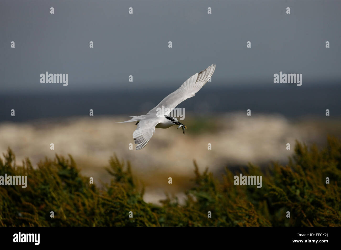 Sandwich tern in volo con un cicerello Foto Stock