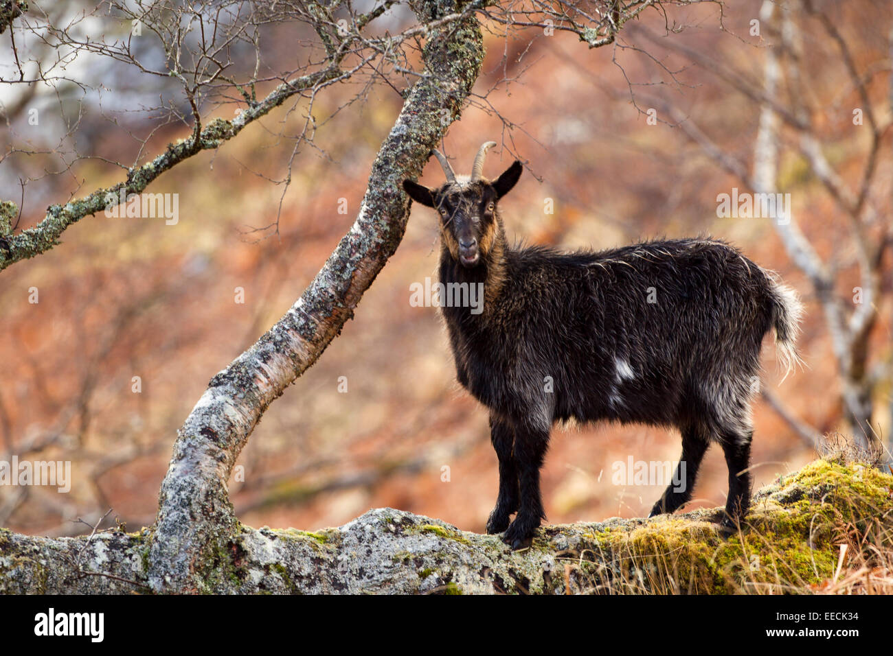 Scotish capre di montagna in una struttura ad albero Foto Stock