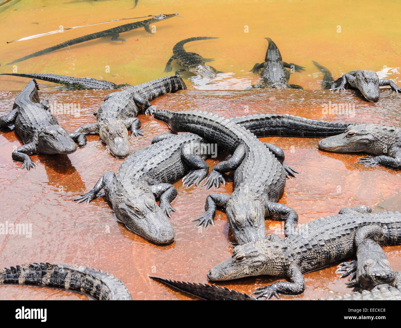 Gruppo di coccodrilli sulla riva del fiume Foto Stock