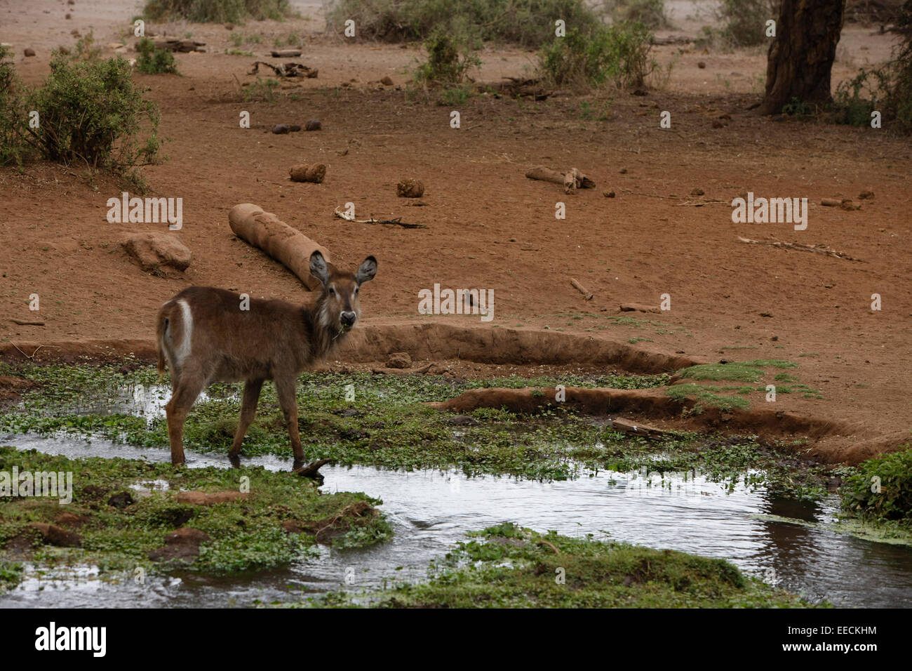 Un Waterbuck al bordo dei fiumi Foto Stock