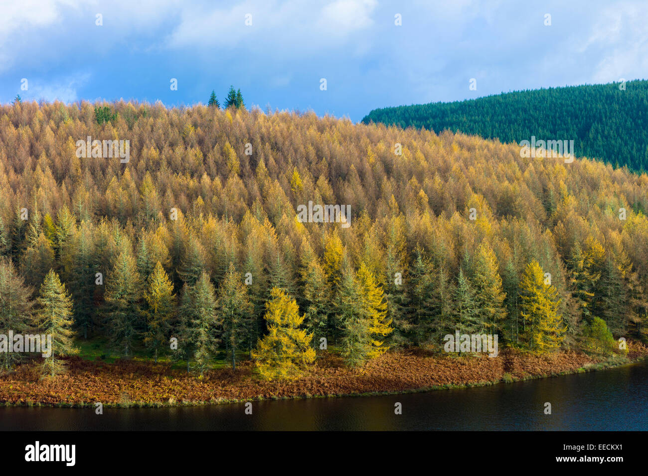 I larici e conifere in diverse tonalità di colore nella foresta di conifere Plantation per la produzione di legname in Brecon Beacons Foto Stock