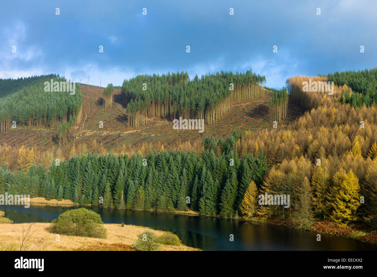 Conifere e larici nella foresta di conifere Plantation per la produzione di legno lungo la valle in Brecon Beacons mountain range Foto Stock
