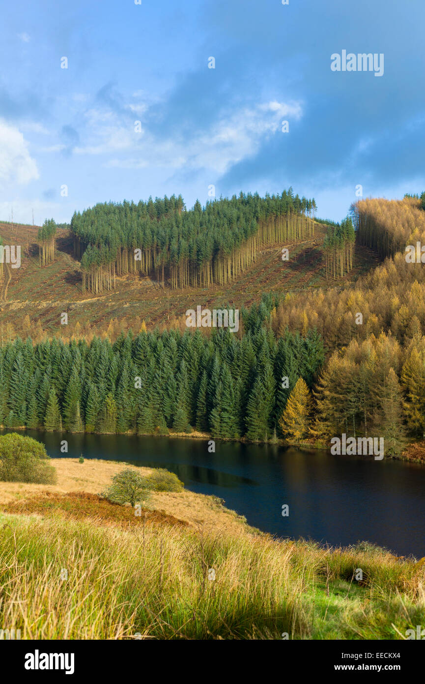 Conifere e larici nella foresta di conifere Plantation per la produzione di legno lungo la valle in Brecon Beacons mountain range Foto Stock