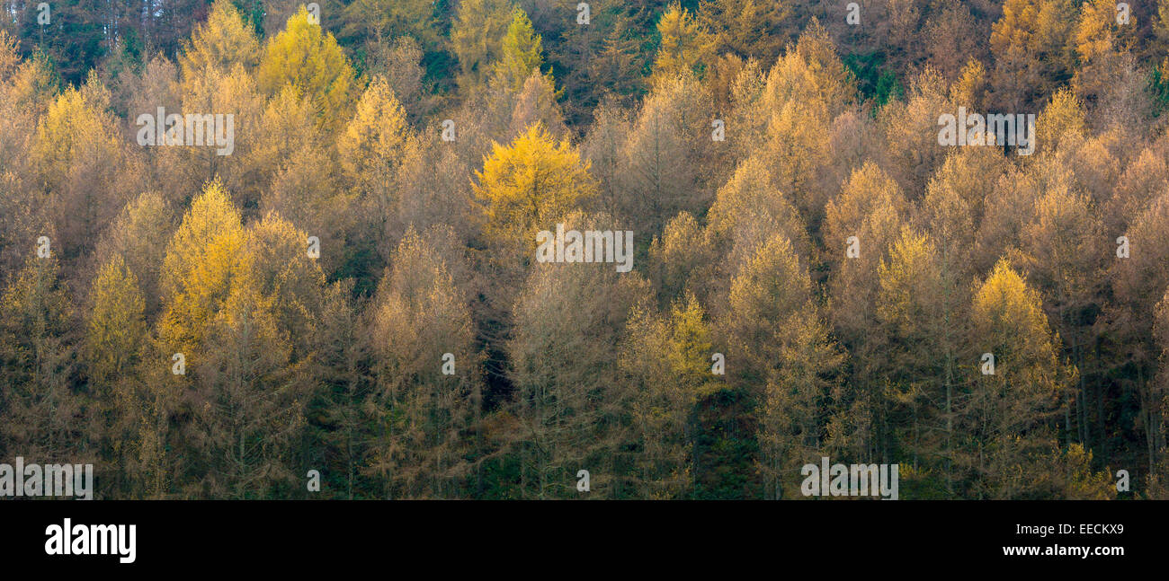 I larici in diverse tonalità di colore nella foresta di conifere Plantation per la produzione di legname in Brecon Beacons, Wales, Regno Unito Foto Stock