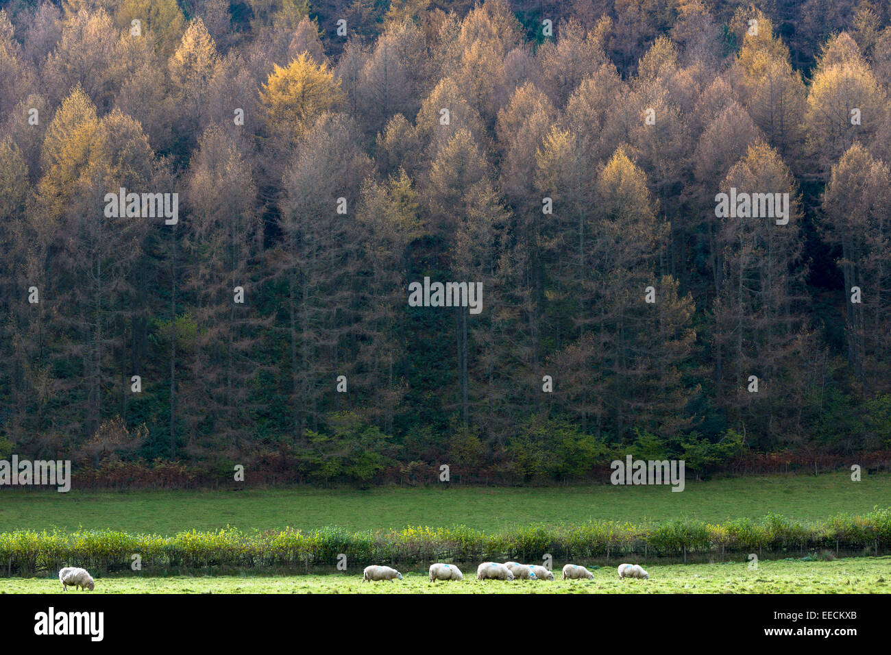 Pecore da larici in sfumature di colore nella foresta di conifere Plantation per la produzione di legname in Brecon Beacons, Wales, Regno Unito Foto Stock