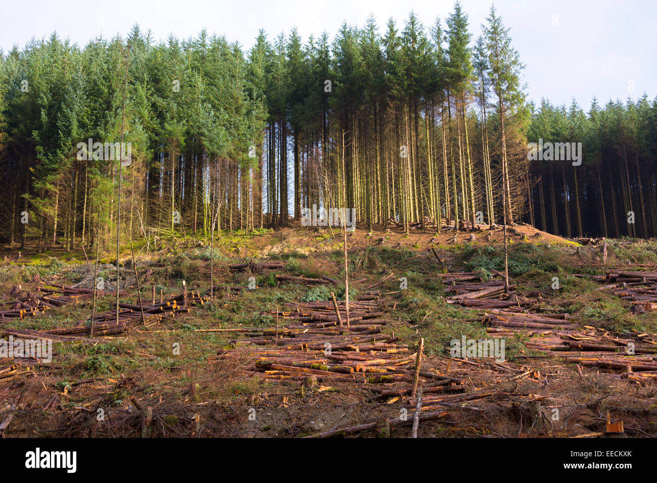 Europeo di alti pini larici Larix decidua, coltivati nella foresta di conifere Plantation per la registrazione della produzione di legno in Brecon Foto Stock