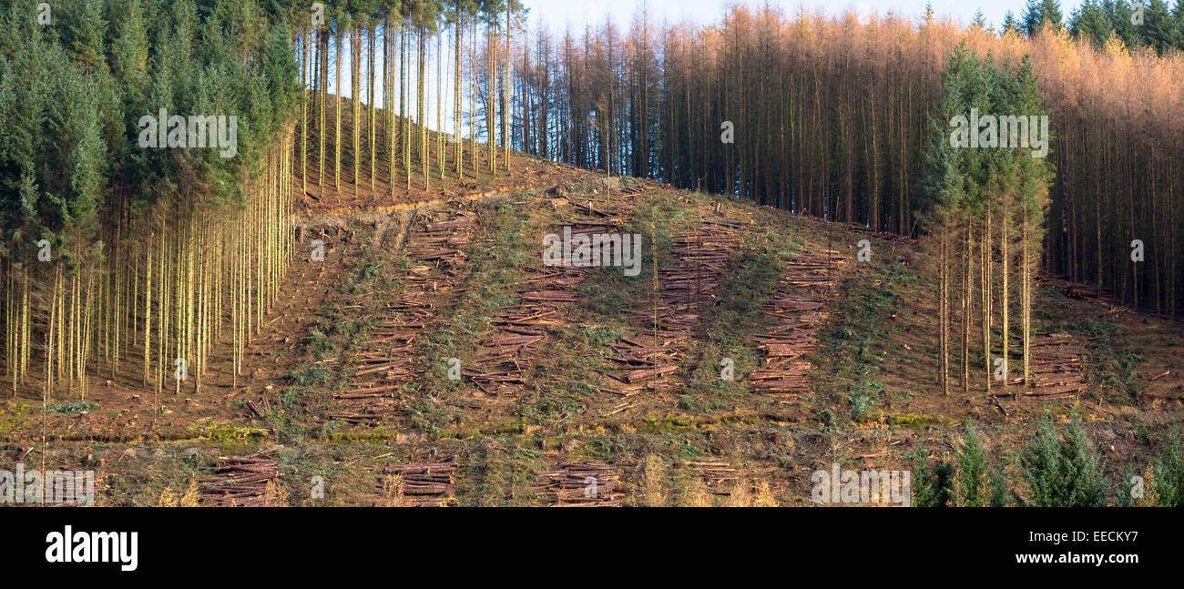 Europeo di alti pini larici Larix decidua, in Autunno a colori coltivati nella foresta di conifere Plantation per la registrazione della produzione di legno Foto Stock
