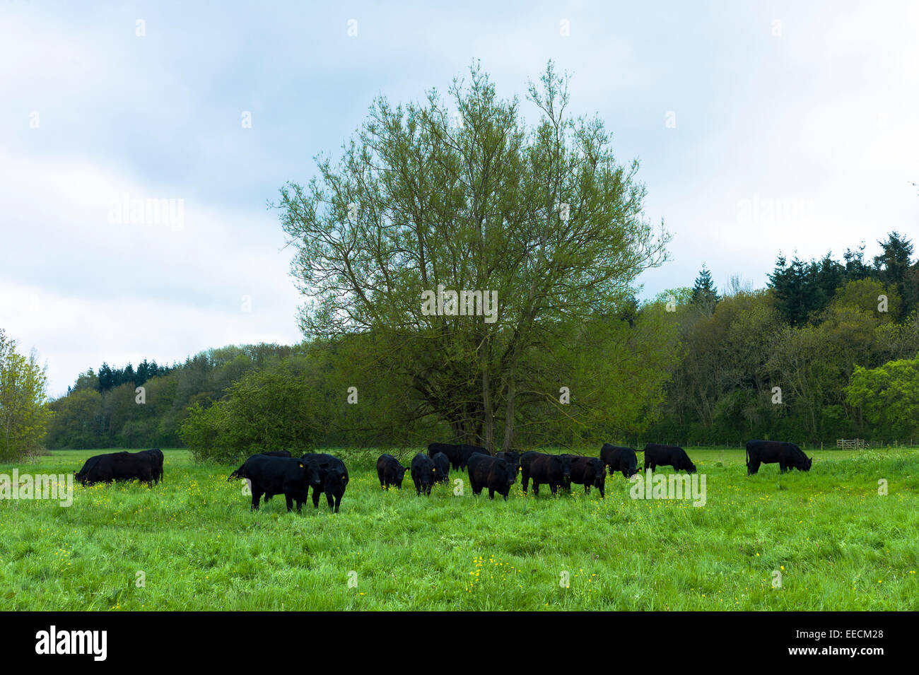 Allevamento di Black Angus di Aberdeen bovini vicino Kingham in Oxfordshire, Regno Unito Foto Stock