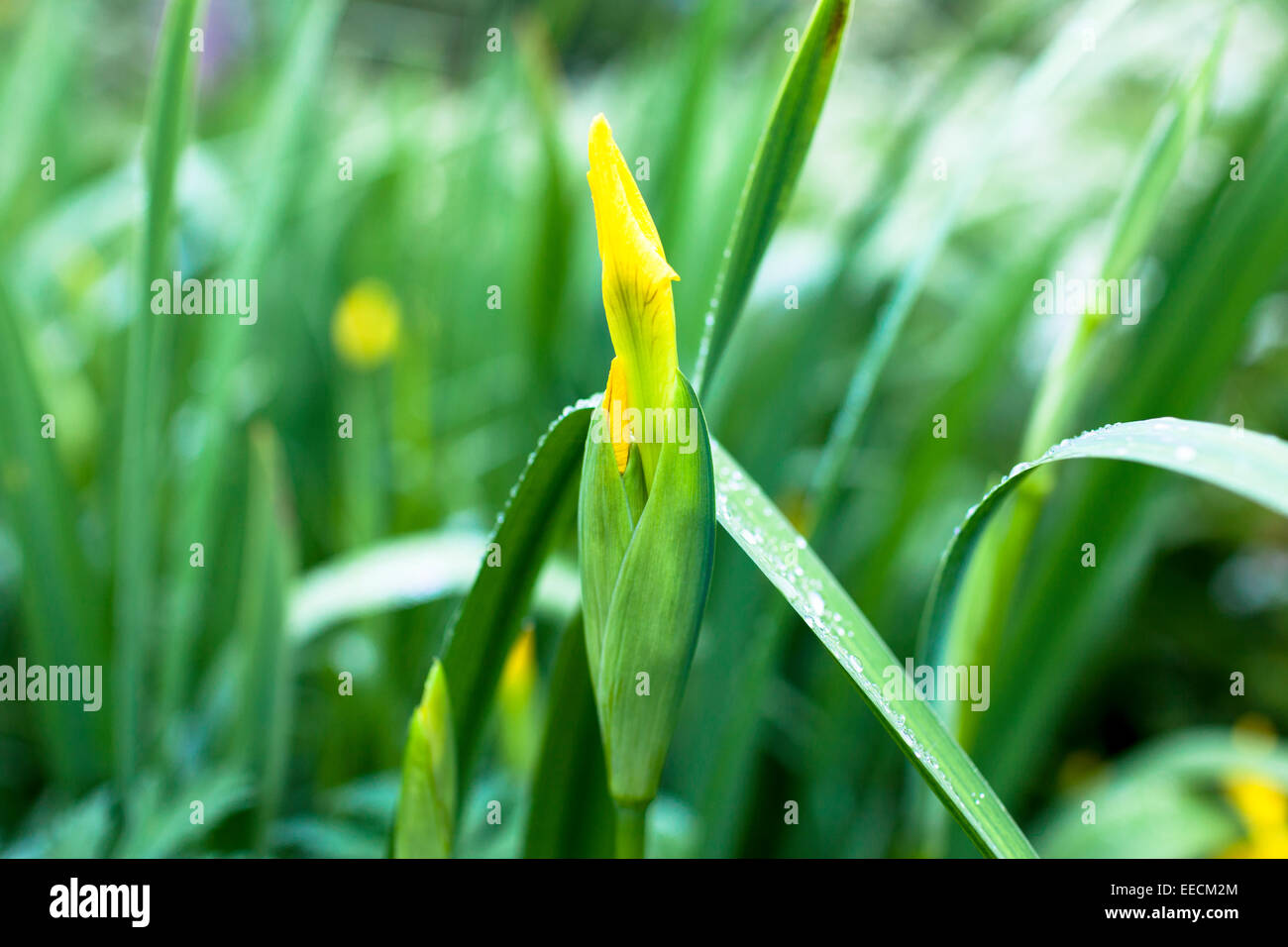 Bandiera gialla Iris, Iris pseudacorus, Iridaceae parzialmente aperto germoglio di fiore di stagno marginale impianto in Oxfordshire, Regno Unito Foto Stock