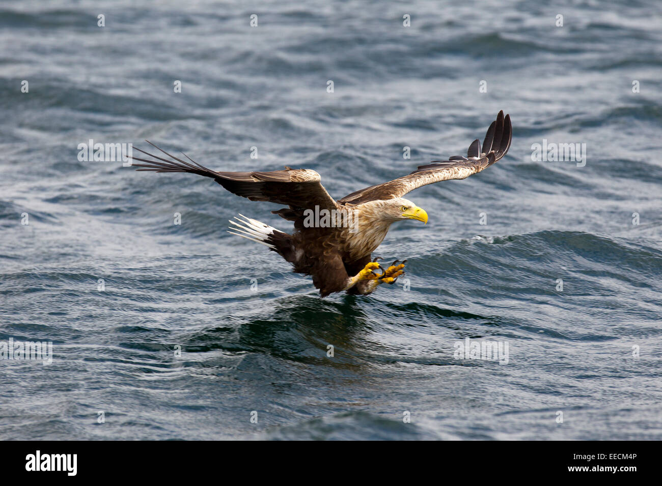 White Tailed Eagle in volo Foto Stock