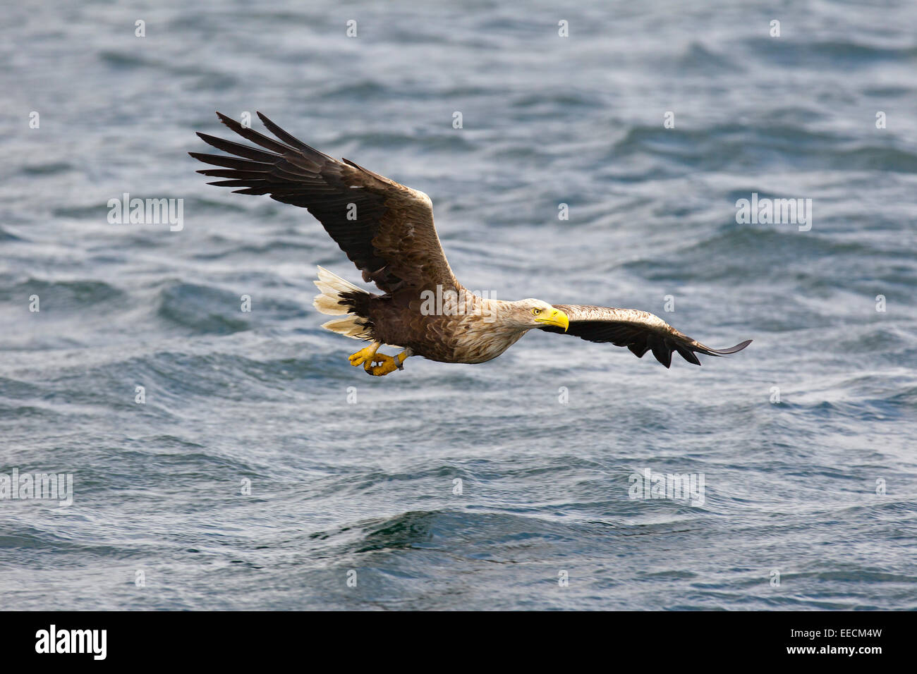 White Tailed Eagle in volo Foto Stock