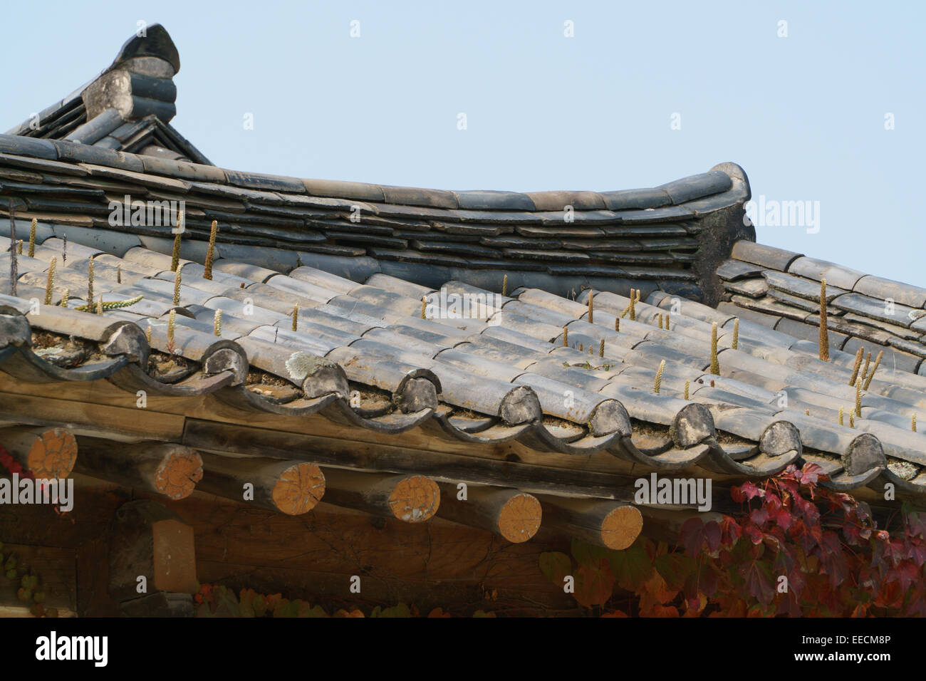 Orostachys specie di piante su un coreano tradizionale tetto di tegole Foto Stock