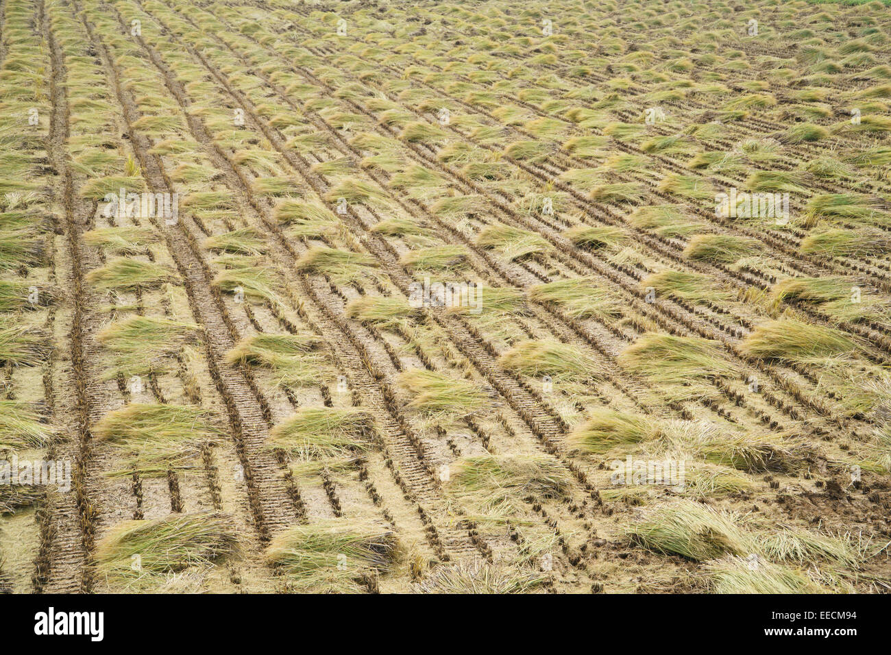 Pianta di riso cannucce in un campo dopo il raccolto Foto Stock