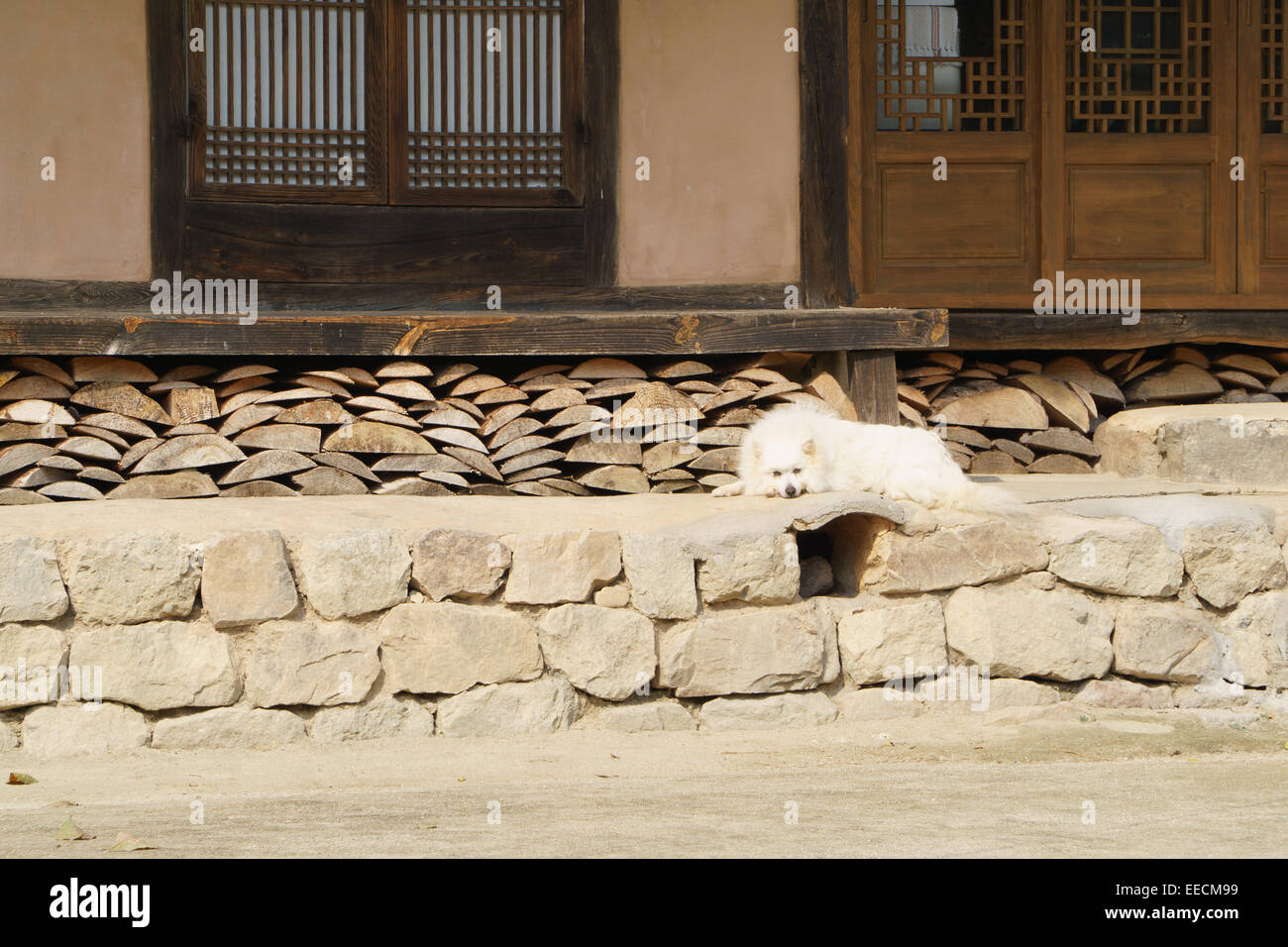 Sleepy Dog bianco in una Corea trational casa di villaggio Hahoe Foto Stock