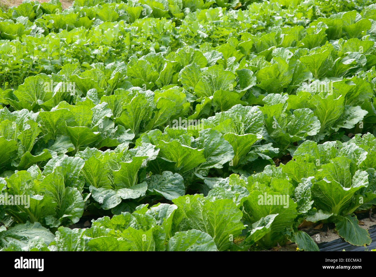 Vista di ben mature di cavolo cinese campo Foto Stock