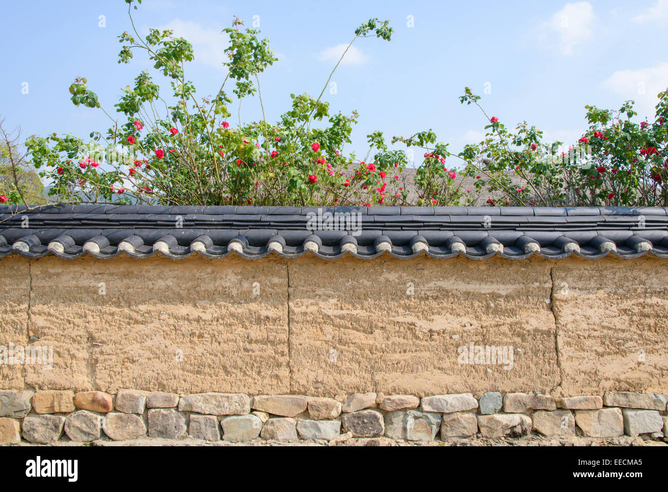 Coreano tradizionale tetto di tegole parete con una rosa rossa nella giornata di sole Foto Stock