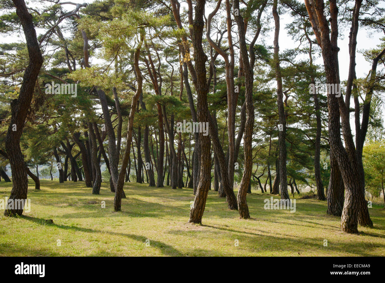 Pineta con luce calda del sole in autunno Foto Stock