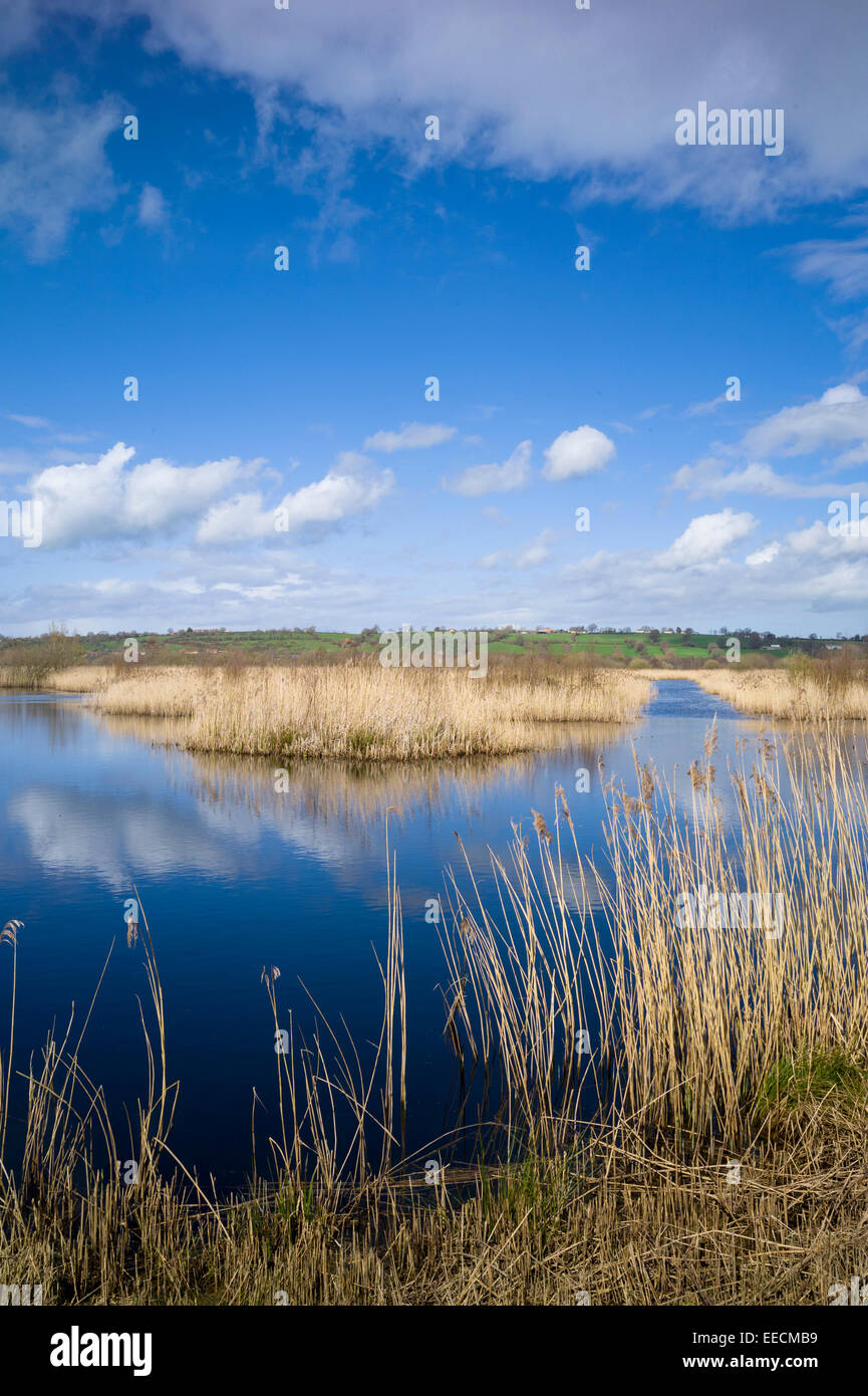 Puffy nuvole come riflesso nell'acqua, reedbed e paludi nel Somerset livelli Riserva Naturale nel sud dell'Inghilterra, Regno Unito Foto Stock
