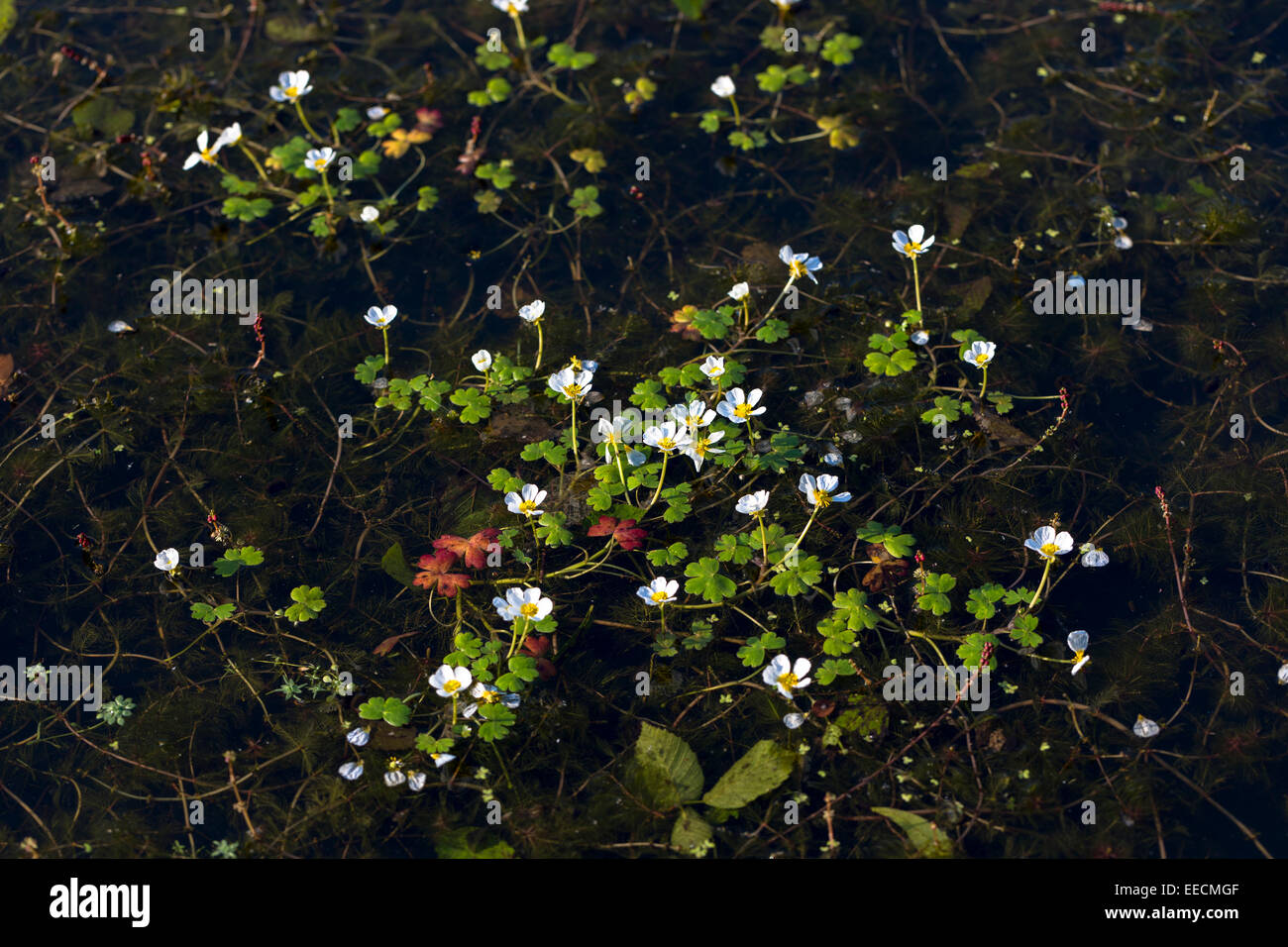 Erbacee perenni fiori selvatici nella siepe in Inghilterra Foto Stock