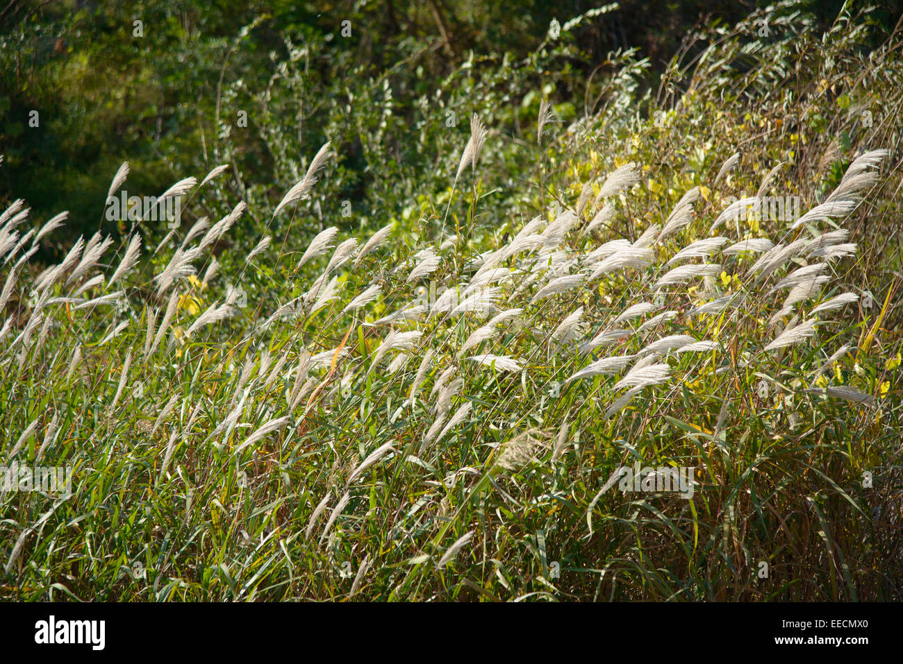 Fulgido di erba di argento con il vento in un campo Foto Stock