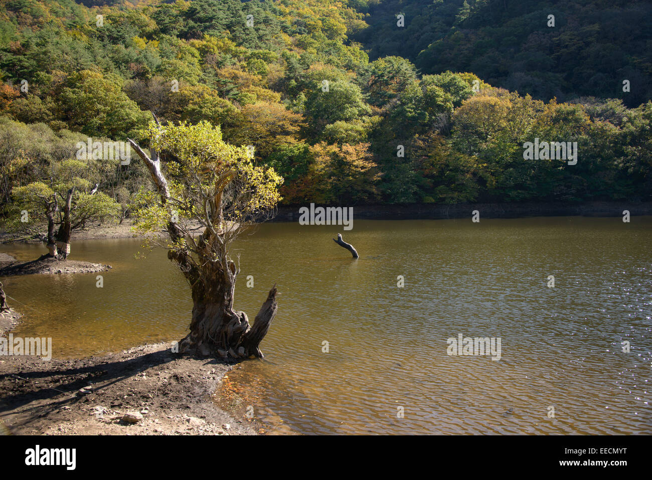 Vecchio albero a riva in Jusanji. Jusanji è un serbatoio situato in Juwangsan parco nazionale in Corea. Foto Stock