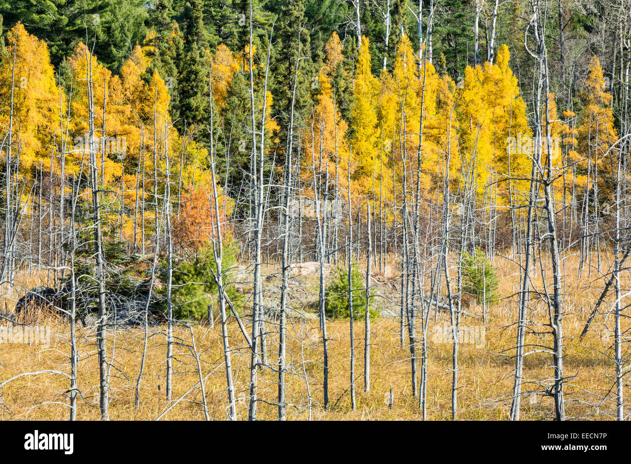 Autunno tamaracks (Larix laricina) in corrispondenza di zone umide, coregoni cade, Ontario, Canada Foto Stock
