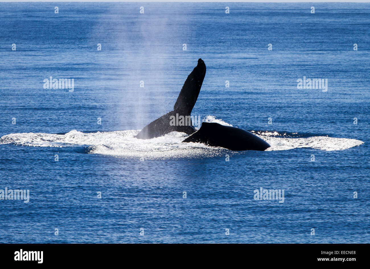 Comportamento Territoral da megattere in Hawaii Foto Stock