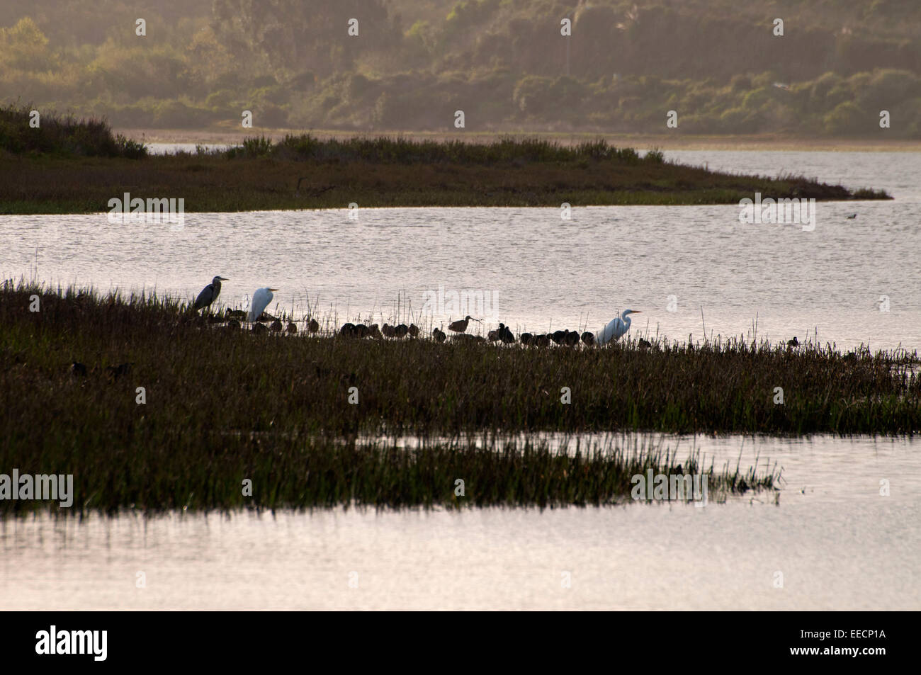 Batiquitos Lagoon, Batiquitos laguna riserva ecologica, San Diego County, California Foto Stock