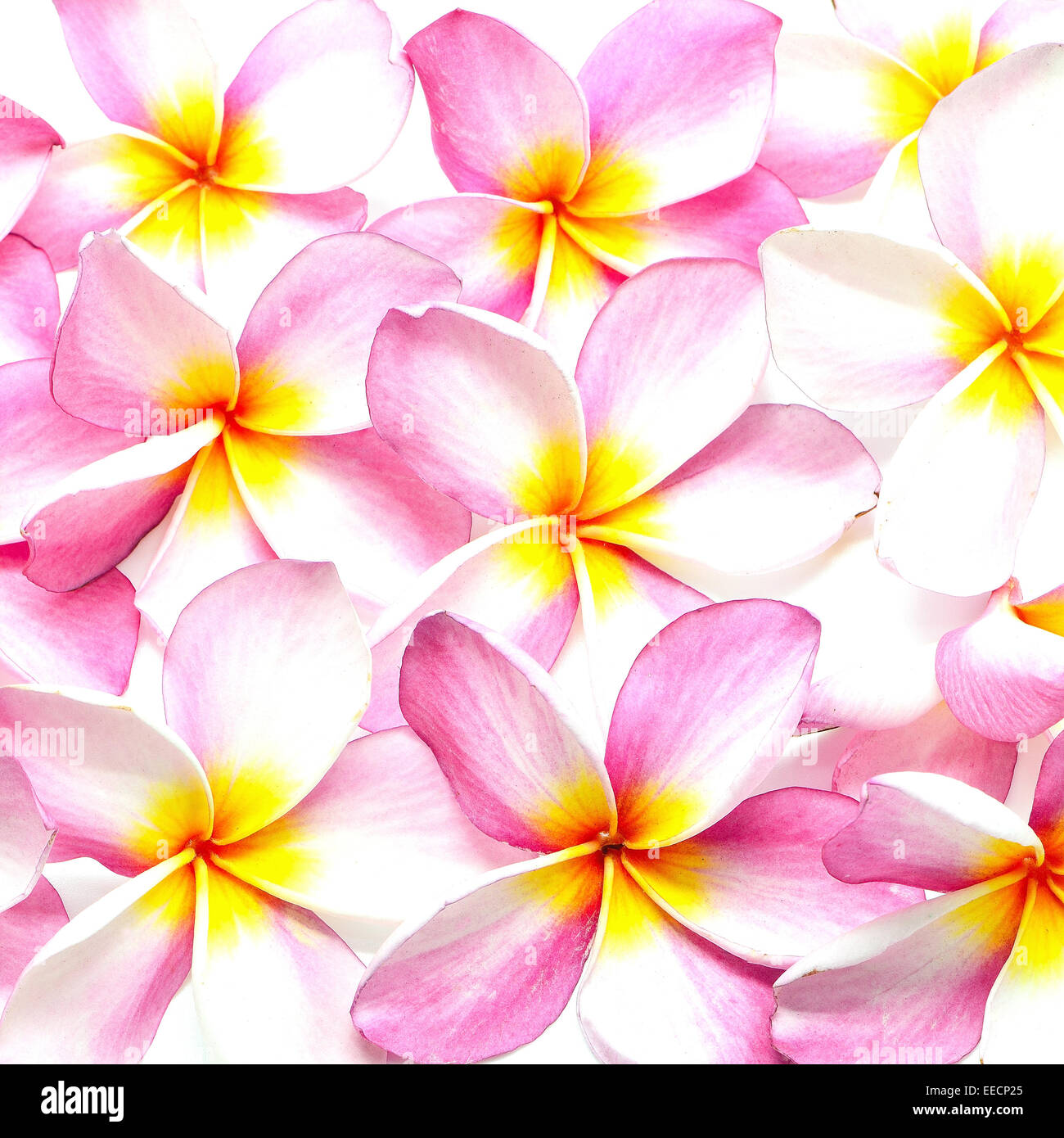 Sfondo del modello di Plumeria rosa o fiore Fangipani Foto Stock