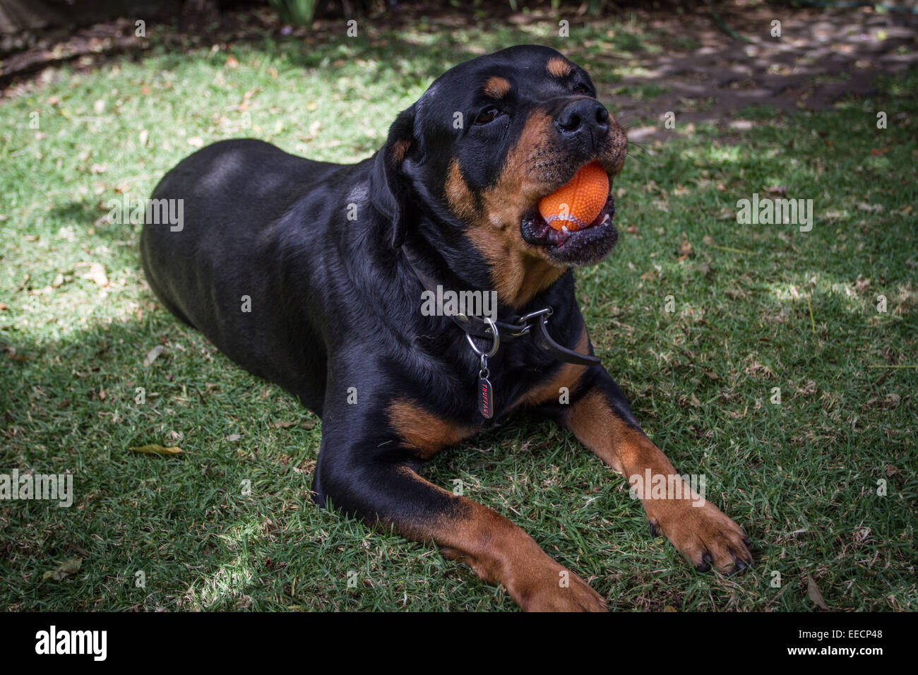 Bella di pura razza Rottweiler cane sta giocando con una palla di gomma nel giardino in un giorno di estate Foto Stock