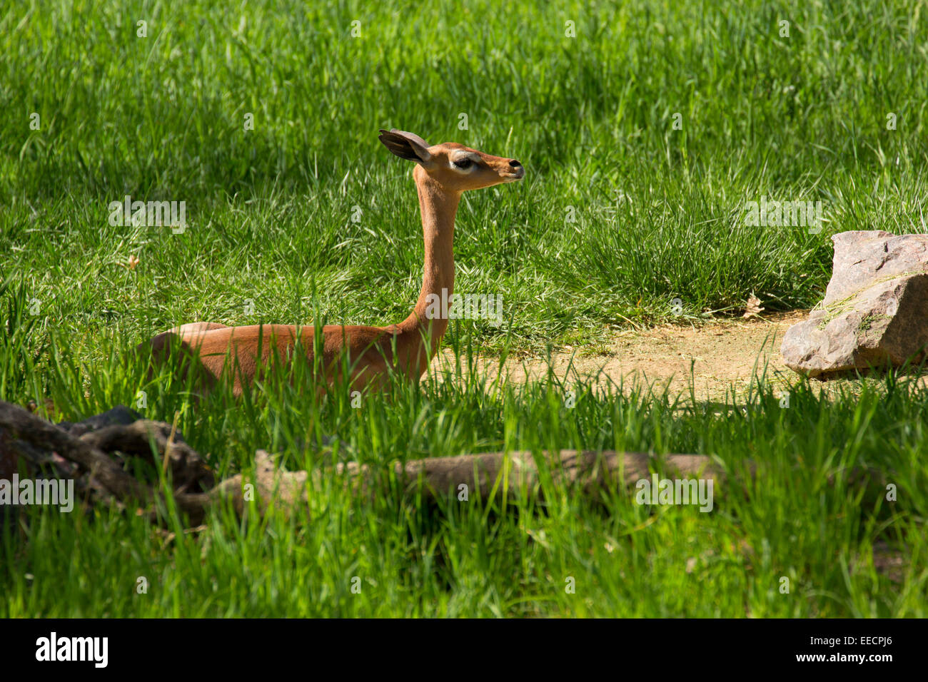 Gerenuk, Zoo di Denver, Denver Colorado Foto Stock