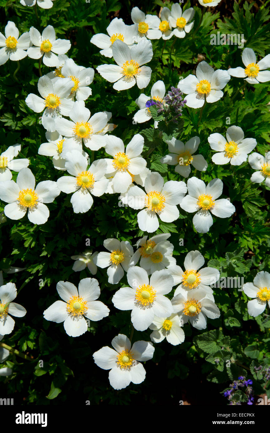 Fiori, Denver Botanic Garden, Denver Colorado Foto Stock