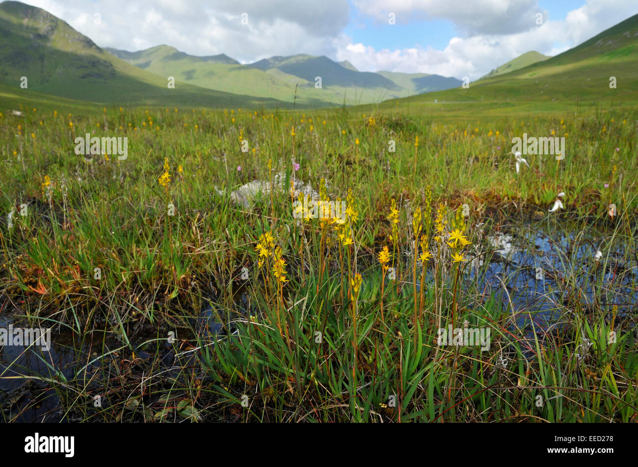 Bog Asfodelo - Narthecium ossifragum, in habitat delle highland Glen Shiel Foto Stock