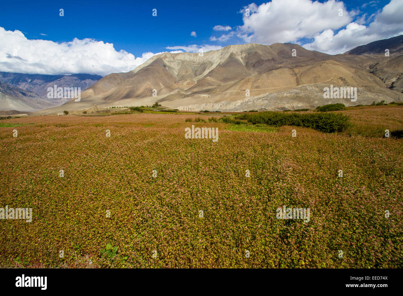 Preso sul circuito di Annapurna in Nepal, nel distretto di Mustang. Campi di colture piantate crescere in mezzo al deserto del Himalaya Foto Stock