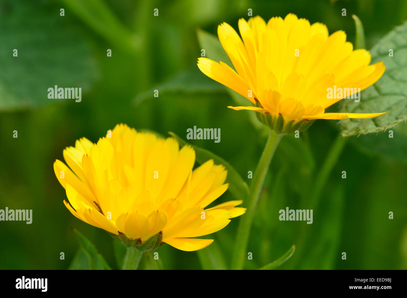 Close-up di due giallo fiori di Calendula contro il giardino verde dello sfondo. Selecive focus. Foto Stock