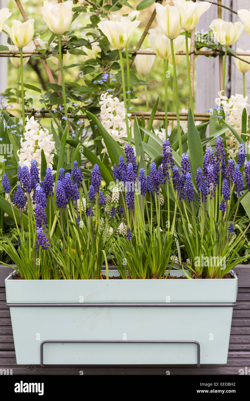 Giardini Keukenhof in primavera. Contenitore molla con Muscari armeniacum (giacinto d'uva) Foto Stock