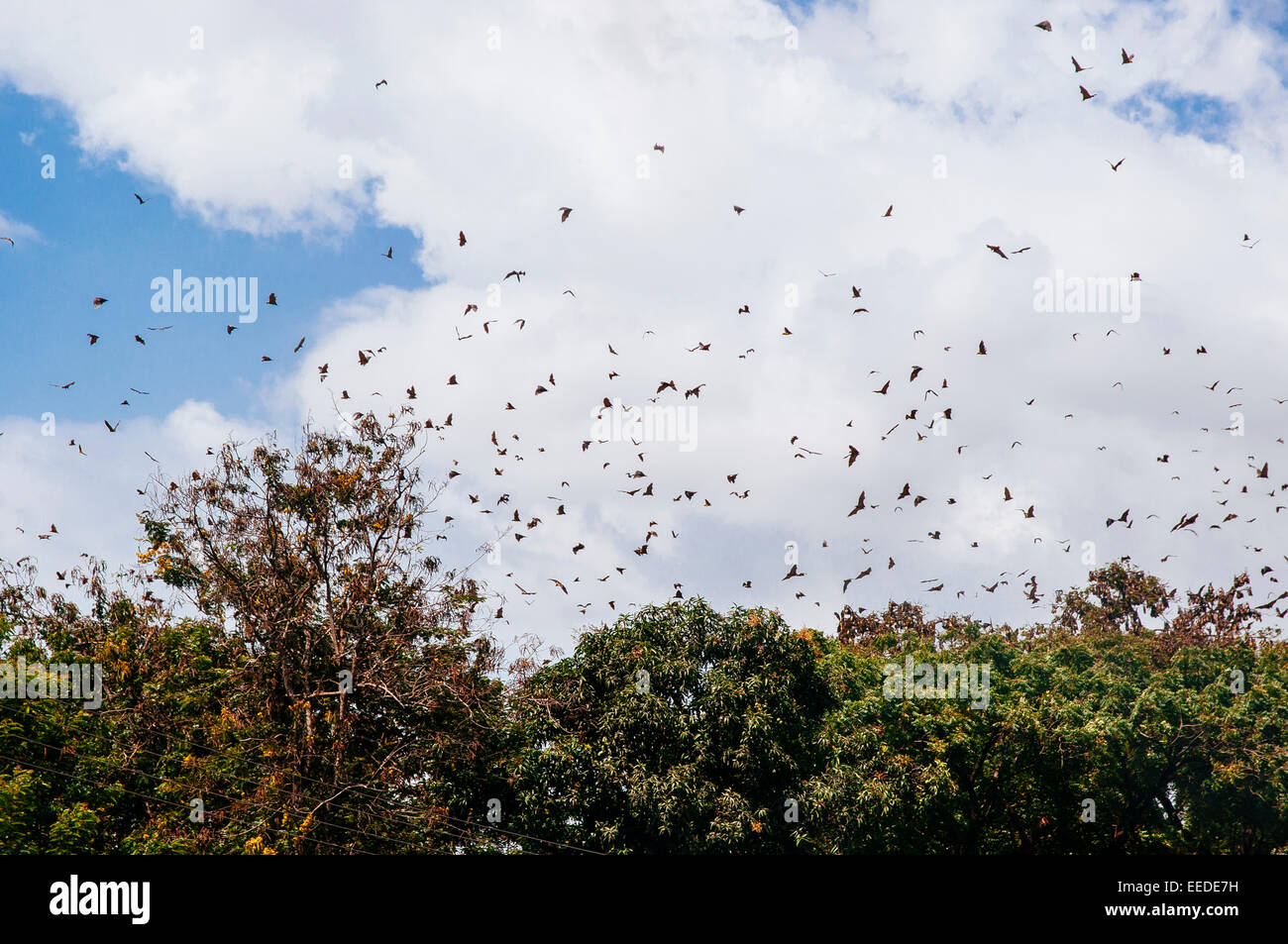 I pipistrelli battenti in Accra city centre, Ghana. Foto Stock