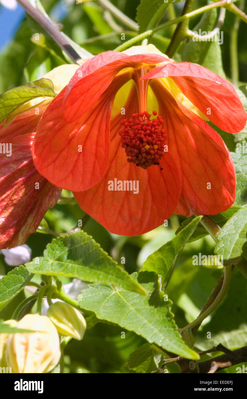 Fiore di arancia con grandi stame la stame (plurale stamina o stami) è il polline-la produzione di organo riproduttivo di un fiore. Foto Stock