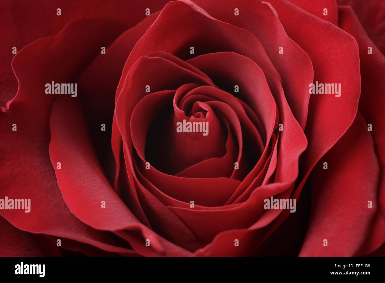 Bella foto macro di Red Rose, closeup shot Foto Stock